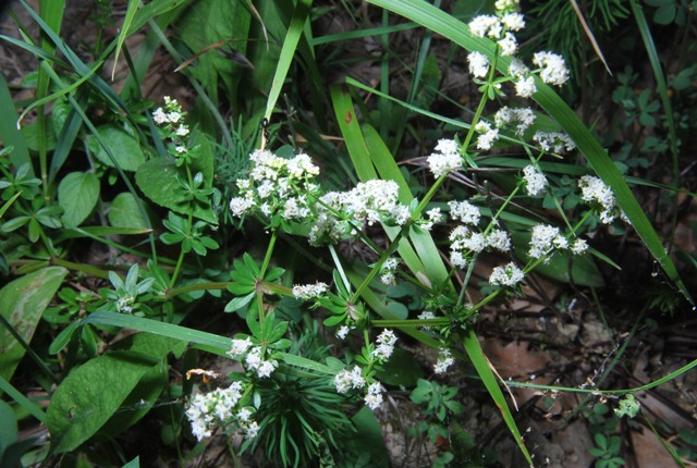 Galium